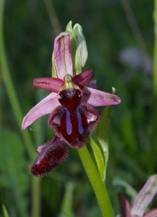 Ibrido Ophrys bertoloniiformis x O. incubacea